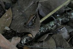 Sylvirana mortenseni