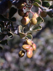 Searsia burchellii