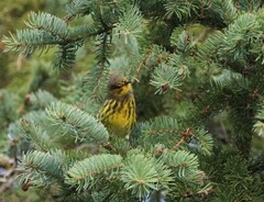 Setophaga tigrina