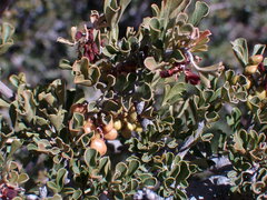 Searsia burchellii
