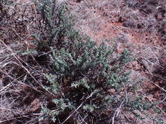 Pentzia incana