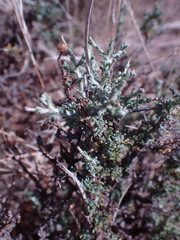 Pentzia incana