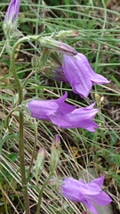 Campanula sibirica