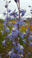 Delphinium recurvatum