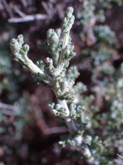 Pentzia incana