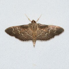 Pilocrocis ramentalis