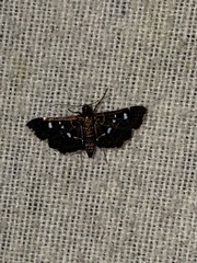 Diathrausta reconditalis