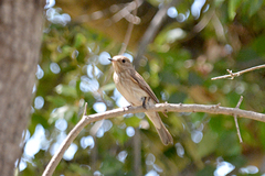 Muscicapa striata tyrrhenica