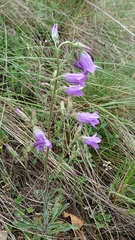 Campanula sibirica