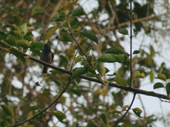 Conirostrum speciosum