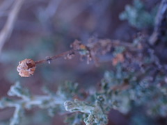Pentzia incana