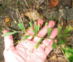 Maianthemum racemosum