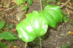 Smilax rotundifolia