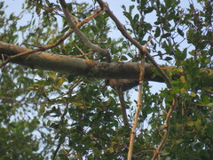 Lipaugus vociferans