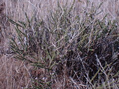 Eriocephalus ericoides
