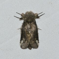 Heterocampa obliqua