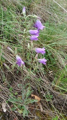 Campanula sibirica