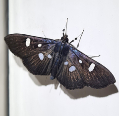 Rhagoba octomaculalis