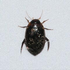 Hydaticus bimarginatus