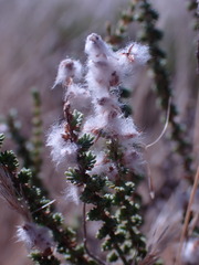 Eriocephalus ericoides