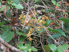 Oncidium