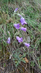 Campanula sibirica