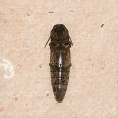 Orthostethus infuscatus