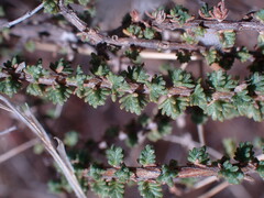 Eriocephalus ericoides
