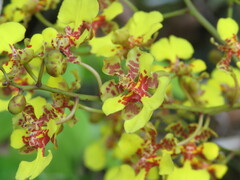 Oncidium