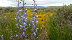 Delphinium recurvatum