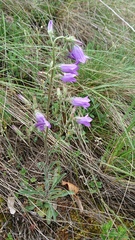 Campanula sibirica