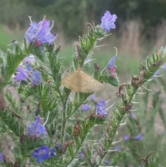 Sitochroa verticalis