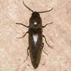 Orthostethus infuscatus