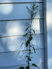 Symphyotrichum dumosum