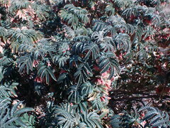 Melianthus comosus