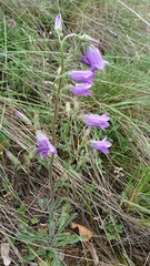 Campanula sibirica