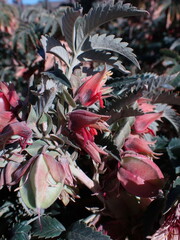 Melianthus comosus