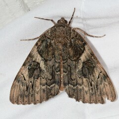 Catocala piatrix
