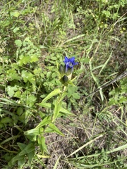 Gentiana parryi