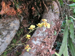 Oncidium