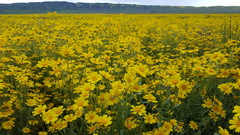 Monolopia lanceolata