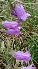 Campanula sibirica