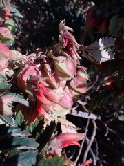 Melianthus comosus
