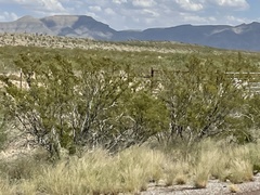 Larrea tridentata