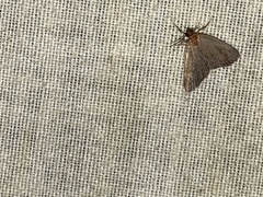 Idia diminuendis