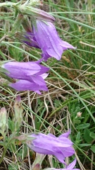 Campanula sibirica