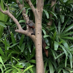 Callosciurus erythraeus