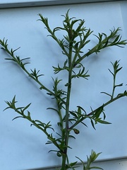 Symphyotrichum dumosum