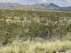 Larrea tridentata