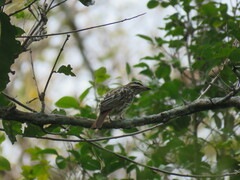 Myiodynastes maculatus
